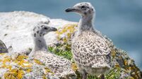 Birds of Ireland: Great Black-backed Gull