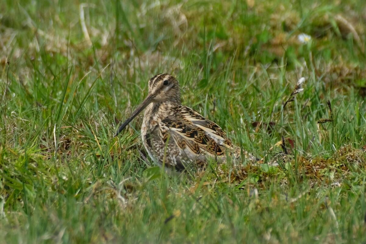 Snipes have suffered dramatic declines and are now red listed in Ireland. Photo: Courtesy of ACRES Breifne CP Team 