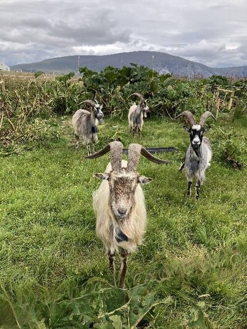 Old Irish Goat. Photo: Courtesy of ACRES West Connacht CP Team.