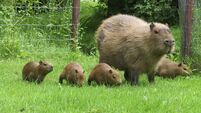 Richard Collins: Capybara are in the 'rodents we love' category