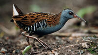 Birds of Ireland: Water Rail