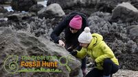 Hidden in plain sight: join the search for Ireland’s fossils 