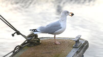 Birds of Ireland: Common gull — or mew gull