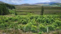Pádraic Fogarty: There are signs of positive change at Wild Nephin