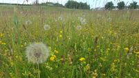 Anja Murray: Now is your chance to visit great grassland sites across the island of Ireland