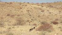 Richard Collins: Baboons walk in line to be close to their friends