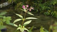 Himalayan Balsam (Impatiens glandulifera), at its favorite spot near bodies of water.