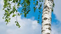 Closeup of silver birch tree trunk on a blue sky background with clouds. Betula pendula