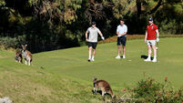 Josh van der Flier, Alex Mitchell and Joe McCarthy say hello to some kangaroos 26/6/2025