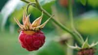 Wild Raspberry