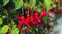 Fuchsia Flowers