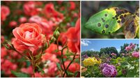 Garden Q&A: Why are my rose leaves turning yellow and falling off?