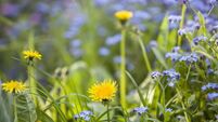 Yellow dandelion flowers blooming on summer meadow in green sunny garden