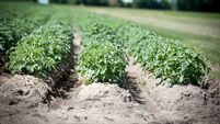 Scientists to launch mobile app to detect potato blight at early stages
