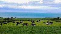 Cattle Grazing on the Irish Countryside with an Ocean View.