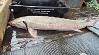 Anja Murray: Sturgeon sighting — the first here in decades