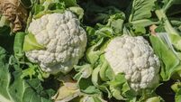Close-up of Cauliflower Growing in Field