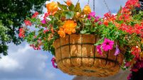 Colorful flower pot suspended in the air with small chains