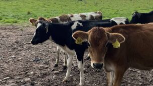 <p>Animals showing severe respiratory signs should be closely monitored following treatment.</p>