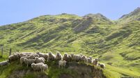 Flock of sheep standing on knoll with hill-country behind.