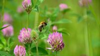 Trifolium pratense in full bloom.