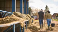 Rear View Of Male And Female Farm Workers Walking Across Yard Past Cattle Barn At Feeding Time