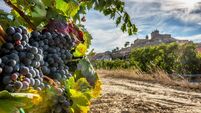 Vineyards in summer with San Vicente de la Sonsierra village as background, La Rioja, Spain