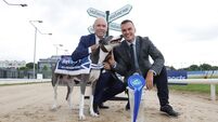 Rásaíocht Con Éireann want to rebuild confidence in greyhound racing welfare