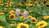 Visit the Cork farm with five acres filled with 100,000 sunflowers