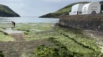 Cork council to create taskforce to tackle 'plague' of rotting sea lettuce on numerous beaches