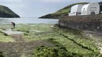Sea lettuce creating health and safety concerns at beaches in Cork