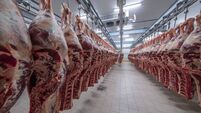 Meat industry,meats hanging in the cold store. Cattles cut and hanged on hook in a slaughterhouse. Halal cutting.