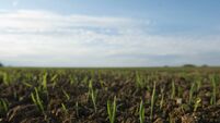 Close up of seedlings in crop field