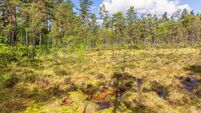 Wet area on a bog in a forest with pine trees a sunny summer day