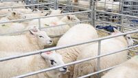 Sheep in pens at Winslow Primestock Show, Buckinghamshire