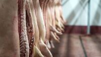Meat industry. Fresh pork meat hanging in the butchery shop.