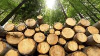 Wooden Logs with Forest on Background