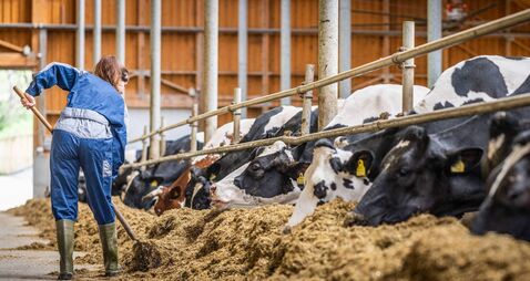 Farmer Feeding Cows in a Barn Interior