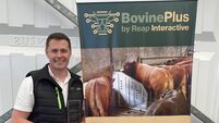 When cows meet code: BovinePlus bringing beef into the digital age of farming
