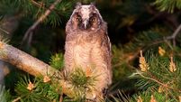 Long Eared Owl