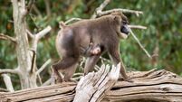 First look: Endangered baby drill monkey born at Fota Wildlife Park