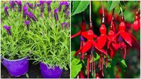 Garden Q&A: Should I take cuttings from lavender and fuchsia plants in August?
