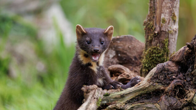A selection of images chosen by the Irish Examiner picture desk