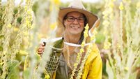 I'm a Cork beekeeper — here's how you can help native Irish honeybees