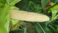 Paula Hynes: A-maizing maize and genetics insights - all in Cork