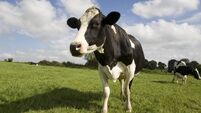 Black and White Cow Up Close Grazing in an English Meadow