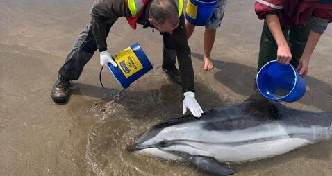 Increase in dolphin strandings — here's what to do if you see a live dolphin stuck on the beach