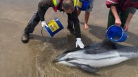 Increase in dolphin strandings — here's what to do if you see a live dolphin stuck on the beach