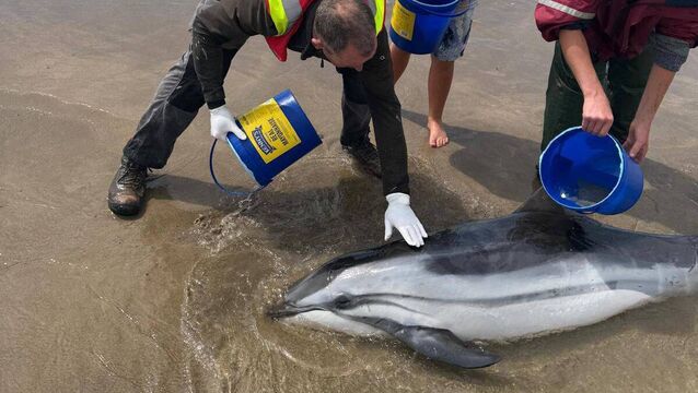<p>Rescue mission for a stranded striped dolphin off the Long Strand, Ballybunion. July 2025. Pictures: Ballybunion Sea &amp; Cliff Rescue / Irish Whale and Dolphin Group</p>