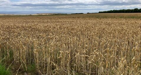 32-acre East Cork land parcel up for auction